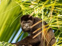 Brüllaffe im Palmbaum